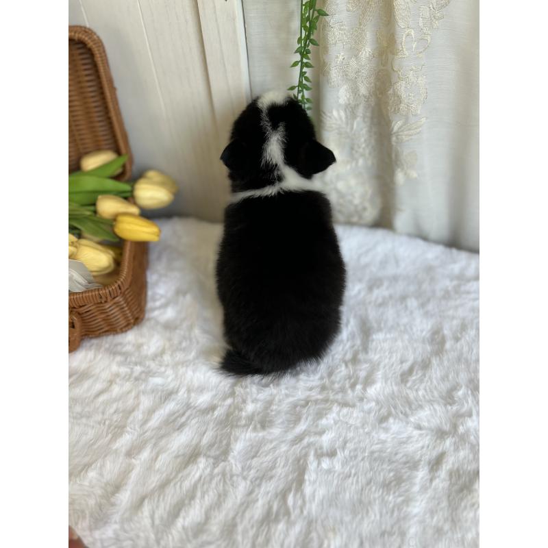 販売中の愛媛県のウェルシュコーギーペンブローク-442753の9枚目