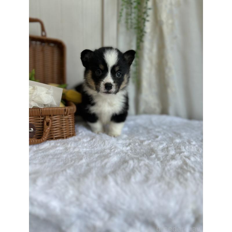 販売中の愛媛県のウェルシュコーギーペンブローク-442753の8枚目