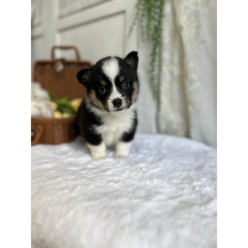 販売中の愛媛県のウェルシュコーギーペンブローク-442753の7枚目