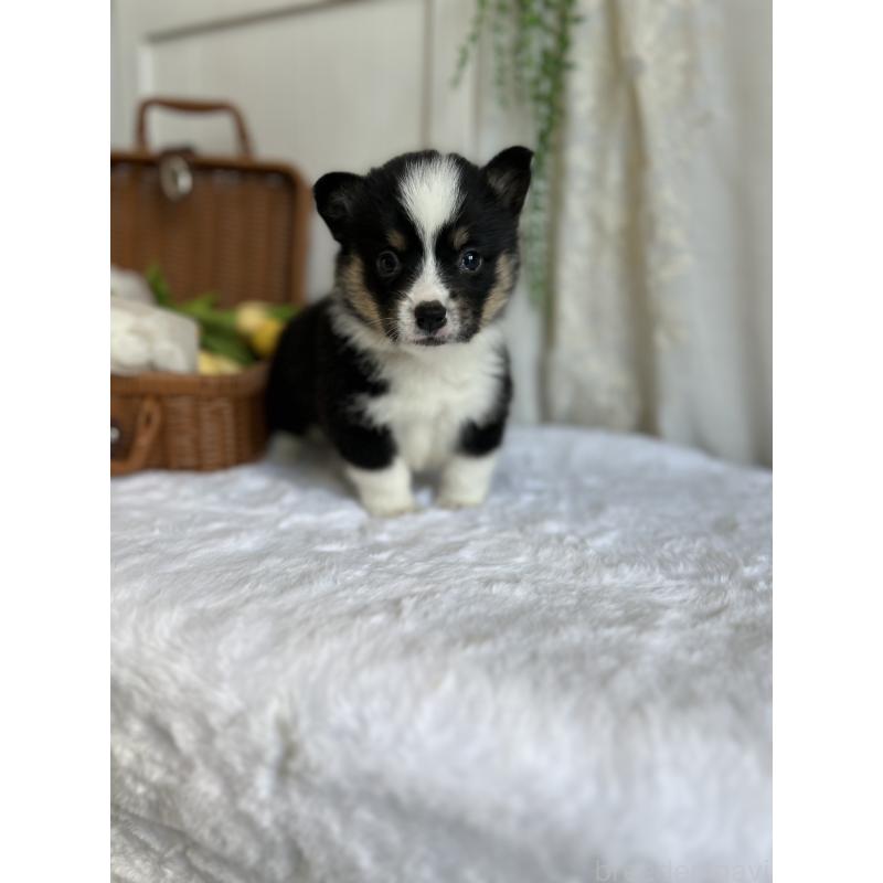 販売中の愛媛県のウェルシュコーギーペンブローク-442753の6枚目