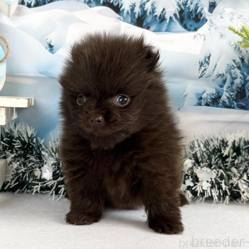 販売中の秋田県のポメラニアン-442752の3枚目