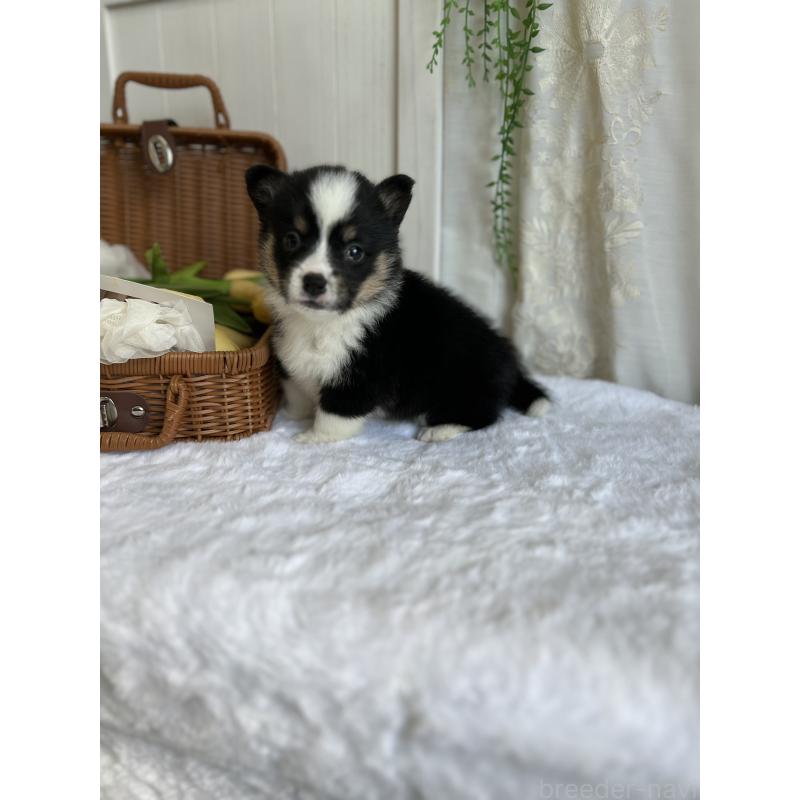 販売中の愛媛県のウェルシュコーギーペンブローク-442753の5枚目