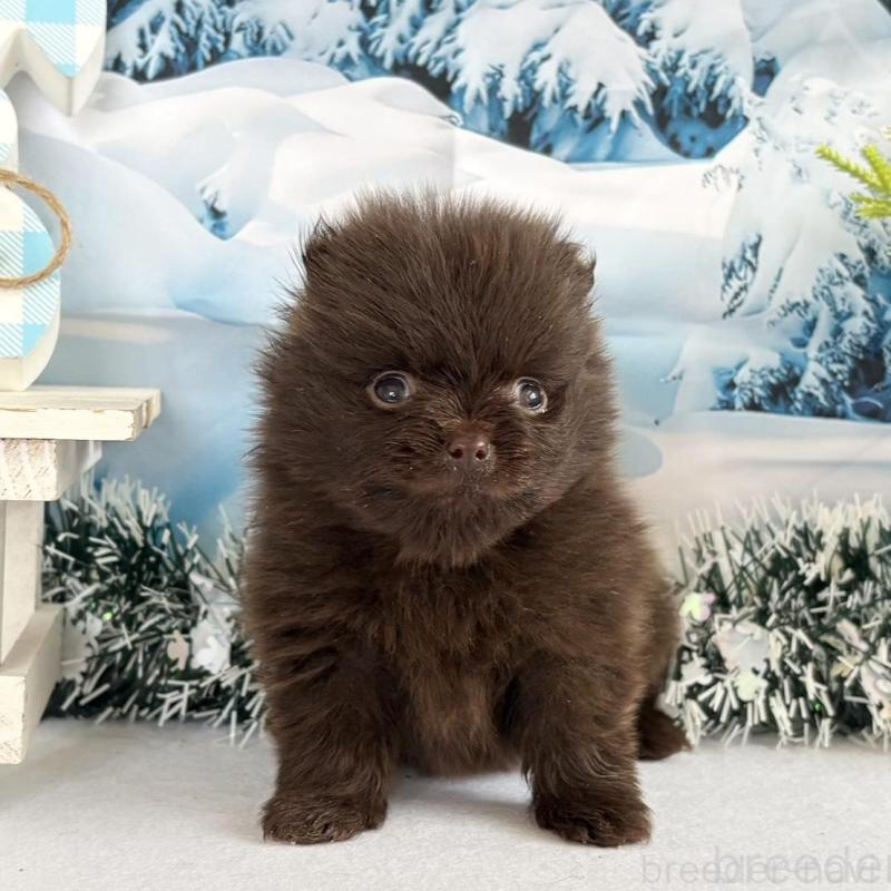 販売中の秋田県のポメラニアン-442752の2枚目