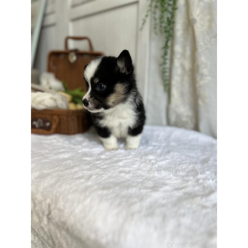 販売中の愛媛県のウェルシュコーギーペンブローク-442753の3枚目