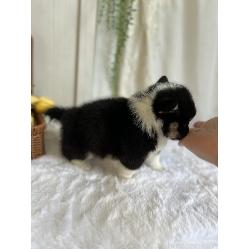 販売中の愛媛県のウェルシュコーギーペンブローク-442753の2枚目