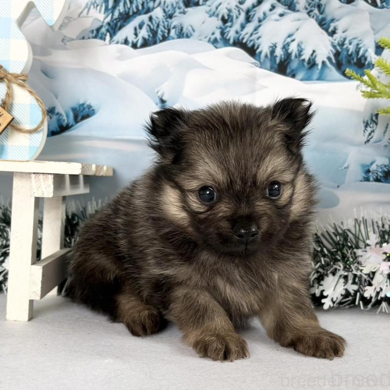 販売中の秋田県のポメラニアン-442754