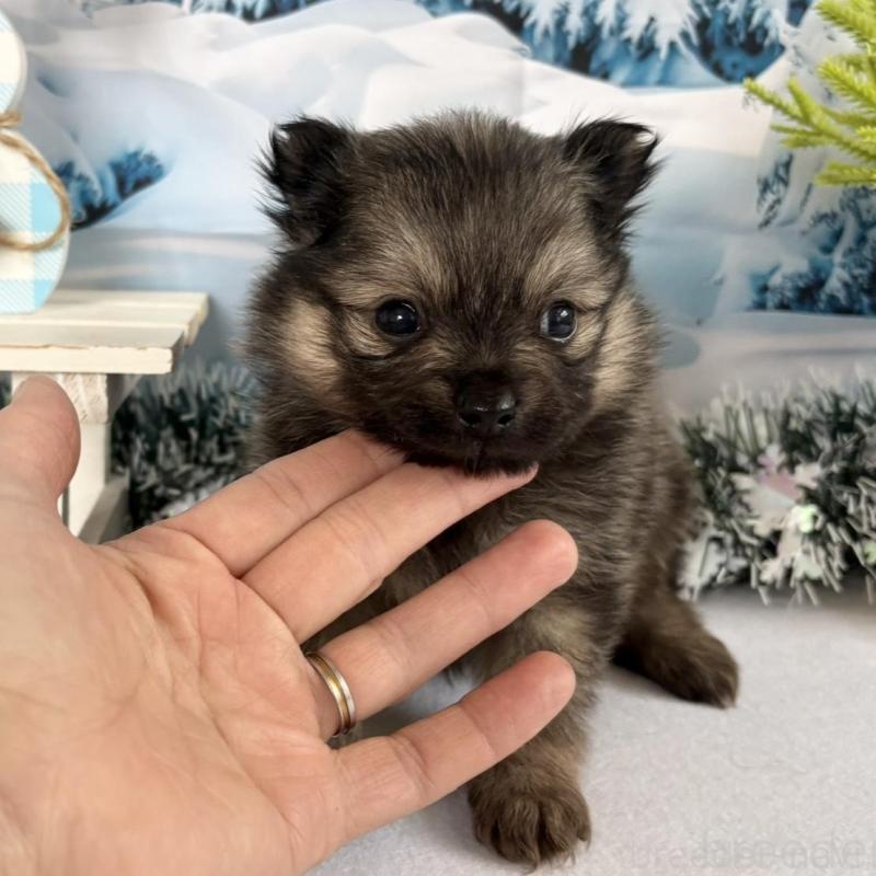 販売中の秋田県のポメラニアン-442754の5枚目