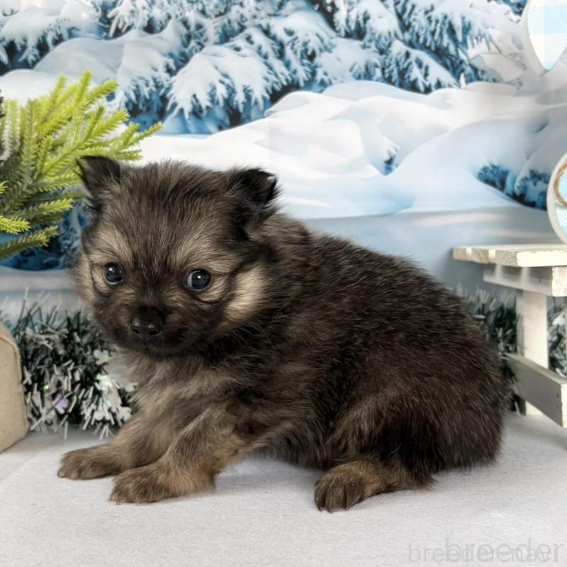 販売中の秋田県のポメラニアン-442754の4枚目