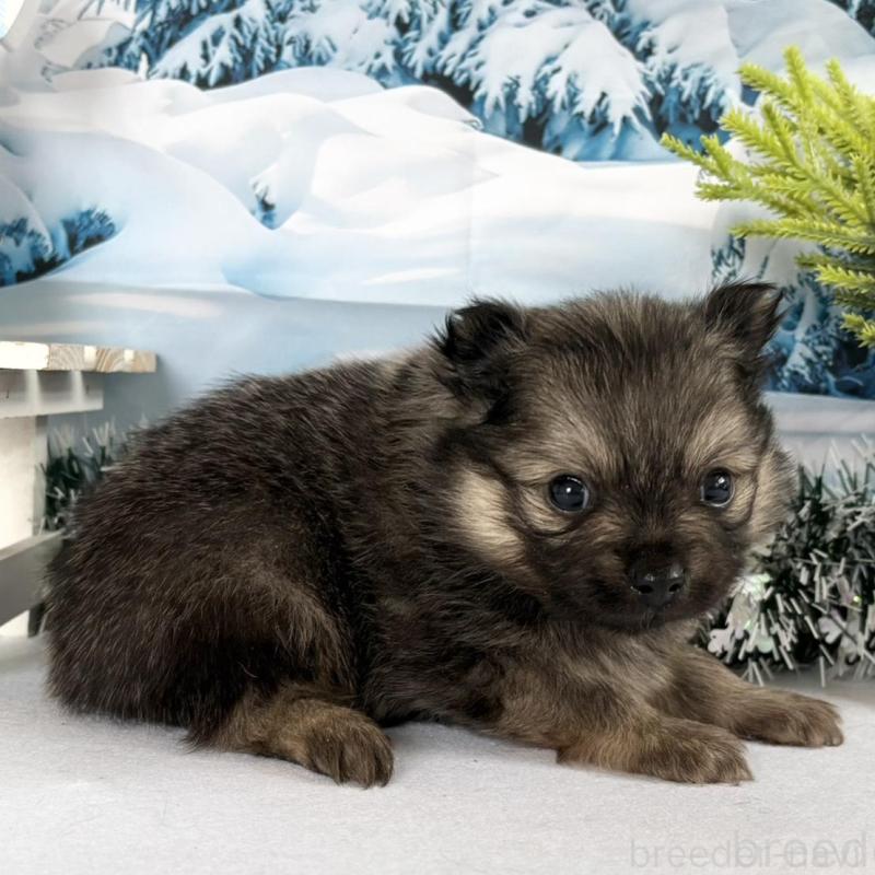 販売中の秋田県のポメラニアン-442754の3枚目