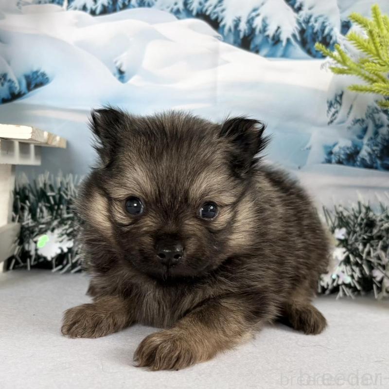 販売中の秋田県のポメラニアン-442754の2枚目