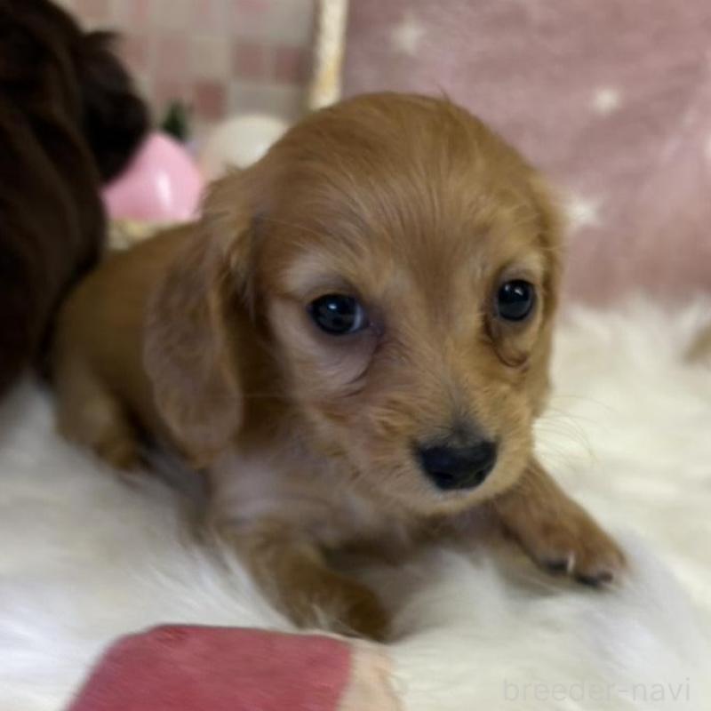 販売中の埼玉県のミニチュアダックスフンド(ロングヘアード)-442755