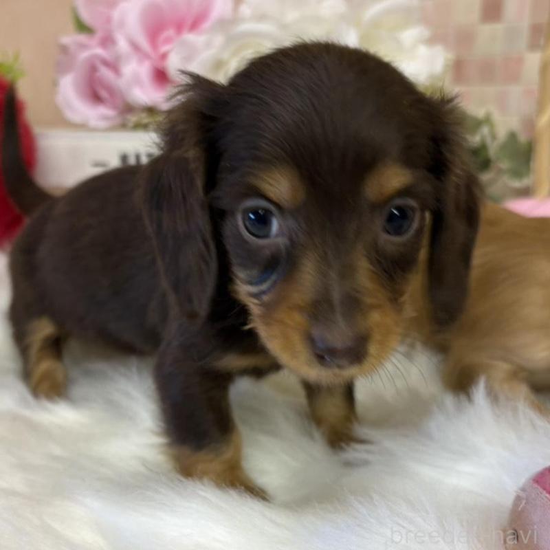 販売中の埼玉県のミニチュアダックスフンド(ロングヘアード)-442756の1枚目