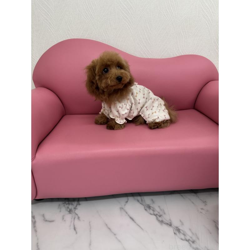 販売中の山梨県のティーカッププードル-422504の8枚目