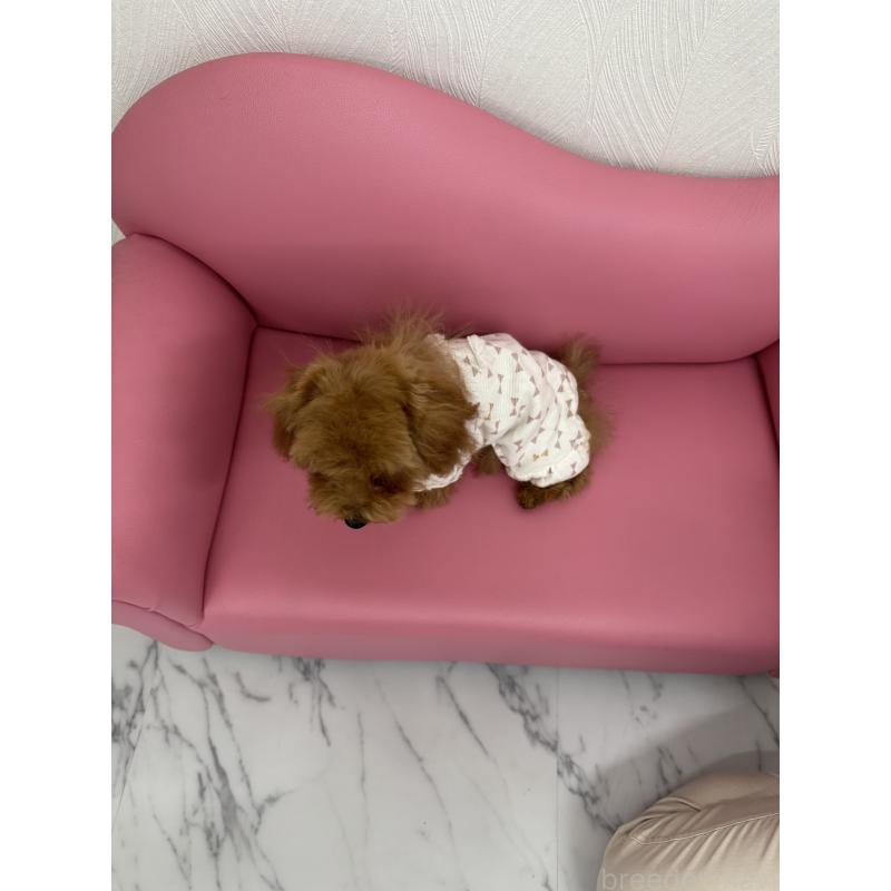 販売中の山梨県のティーカッププードル-422504の6枚目