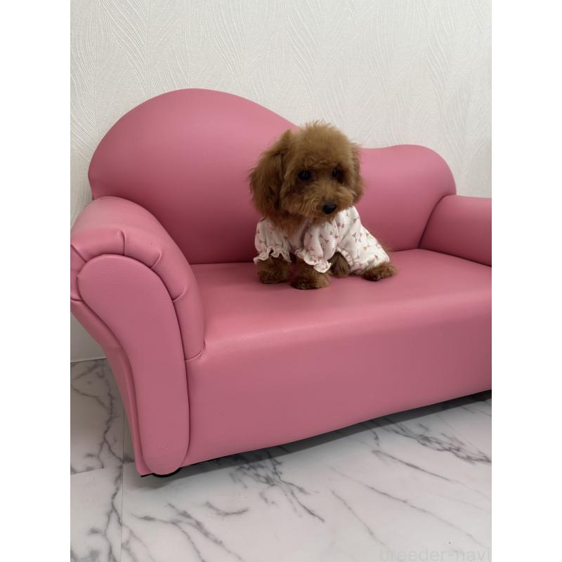 販売中の山梨県のティーカッププードル-422504の5枚目