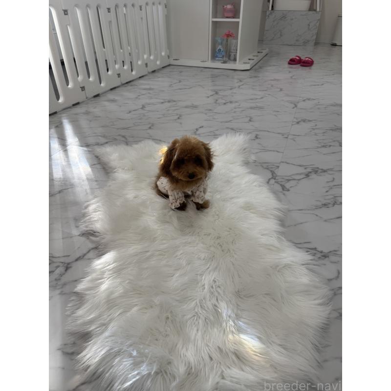 販売中の山梨県のティーカッププードル-422504の4枚目