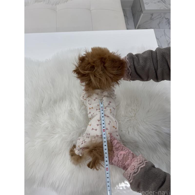 販売中の山梨県のティーカッププードル-422504の3枚目