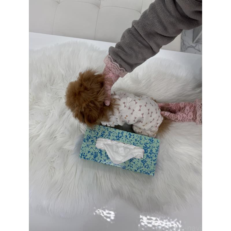 販売中の山梨県のティーカッププードル-422504の2枚目