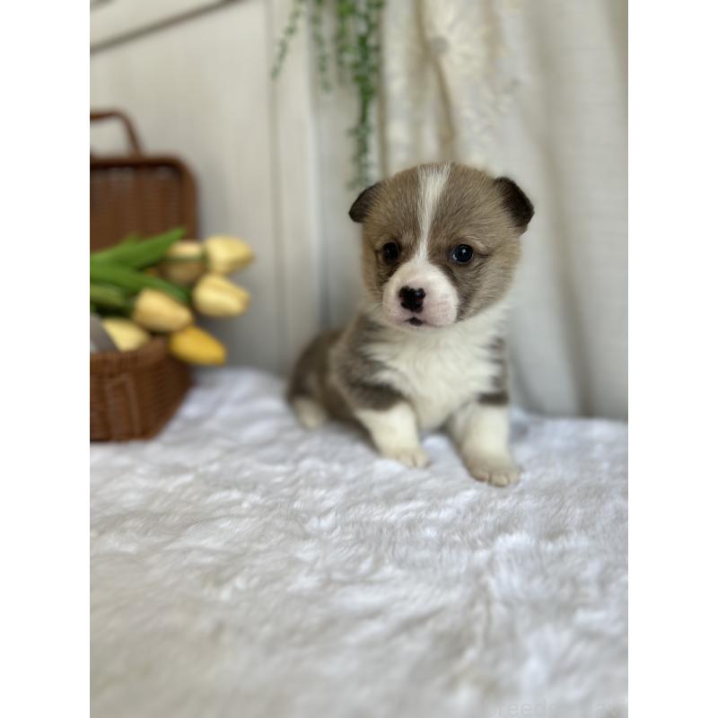 販売中の愛媛県のウェルシュコーギーペンブローク-442757の9枚目