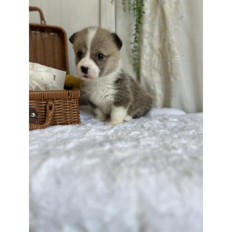 販売中の愛媛県のウェルシュコーギーペンブローク-442757の8枚目