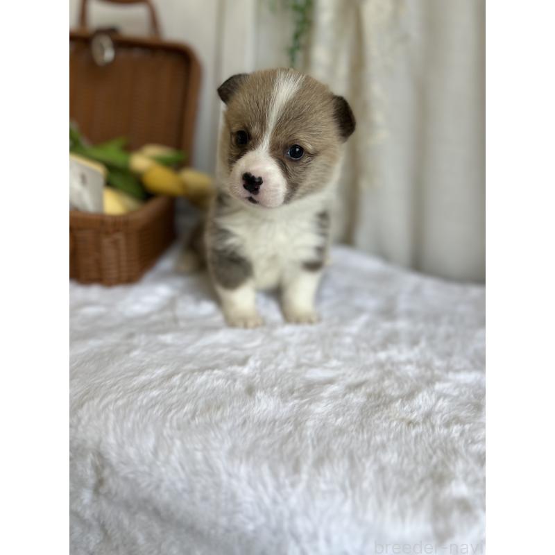 販売中の愛媛県のウェルシュコーギーペンブローク-442757の7枚目