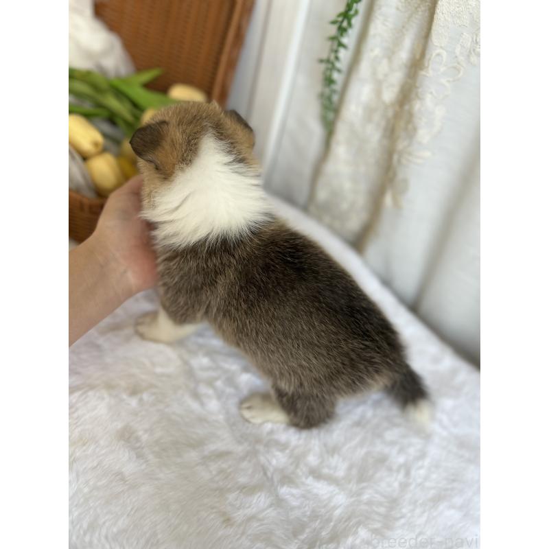 販売中の愛媛県のウェルシュコーギーペンブローク-442757の6枚目