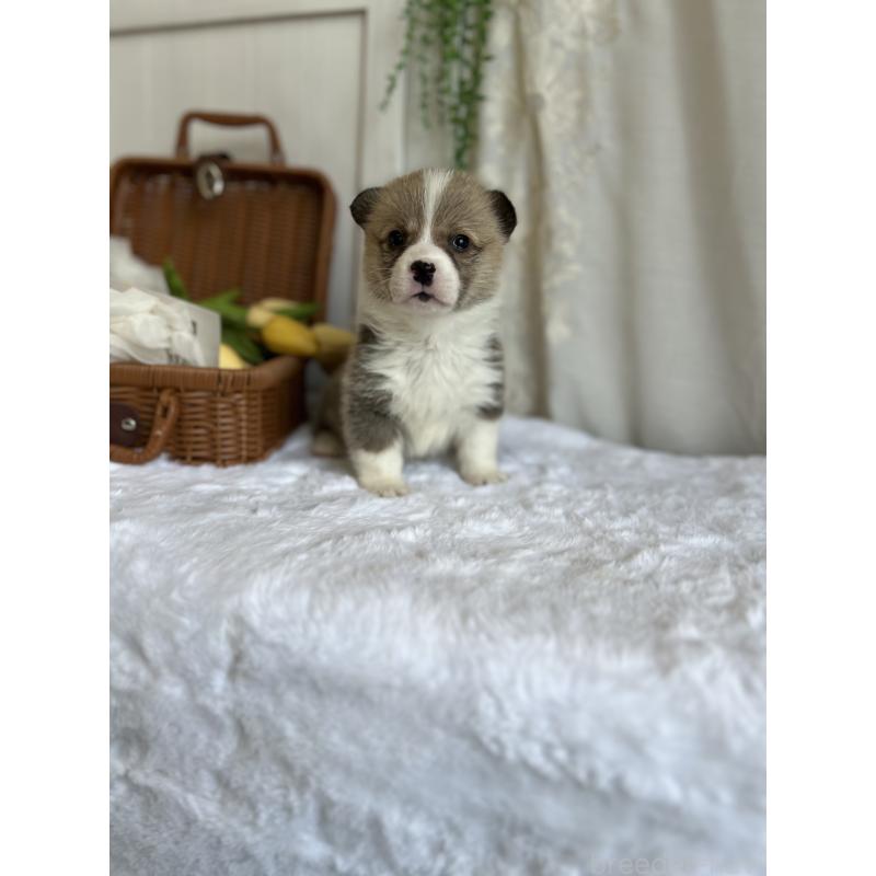 販売中の愛媛県のウェルシュコーギーペンブローク-442757の5枚目