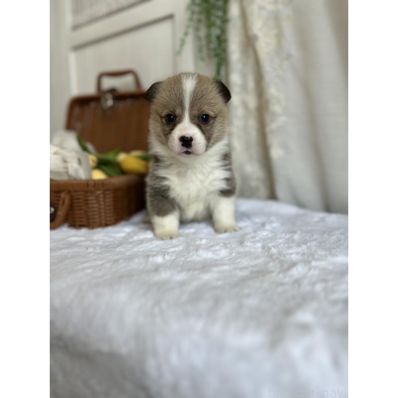 販売中の愛媛県のウェルシュコーギーペンブローク-442757の4枚目