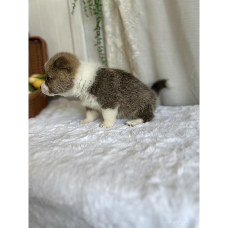 販売中の愛媛県のウェルシュコーギーペンブローク-442757の3枚目