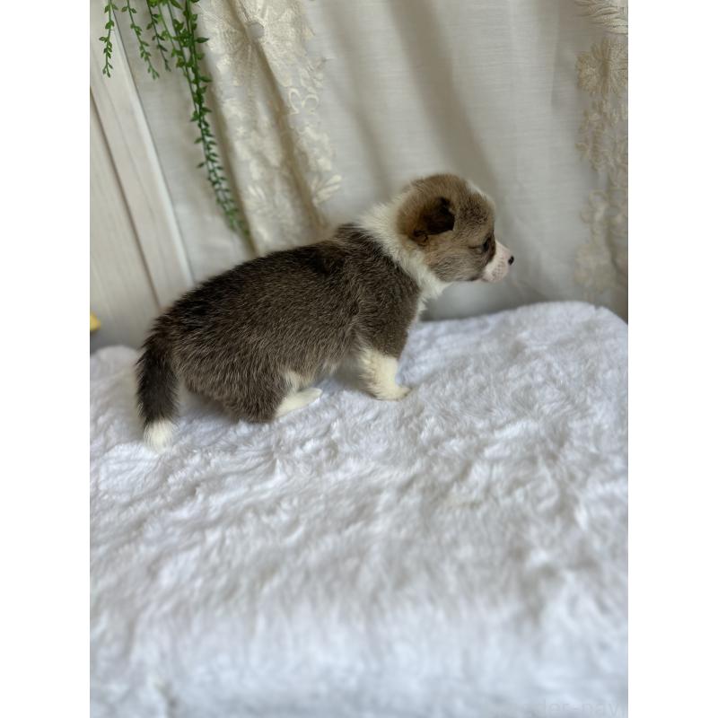 販売中の愛媛県のウェルシュコーギーペンブローク-442757の2枚目