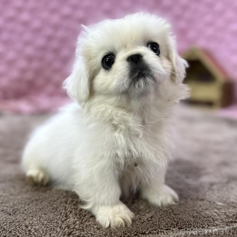 販売中の茨城県のペキニーズ-442758の1枚目