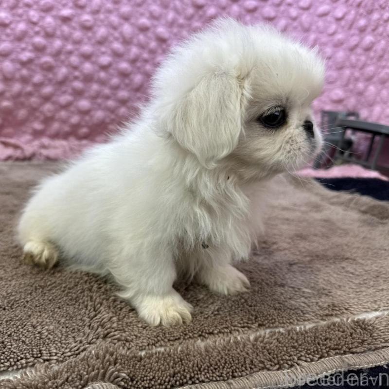 販売中の茨城県のペキニーズ-442758の11枚目