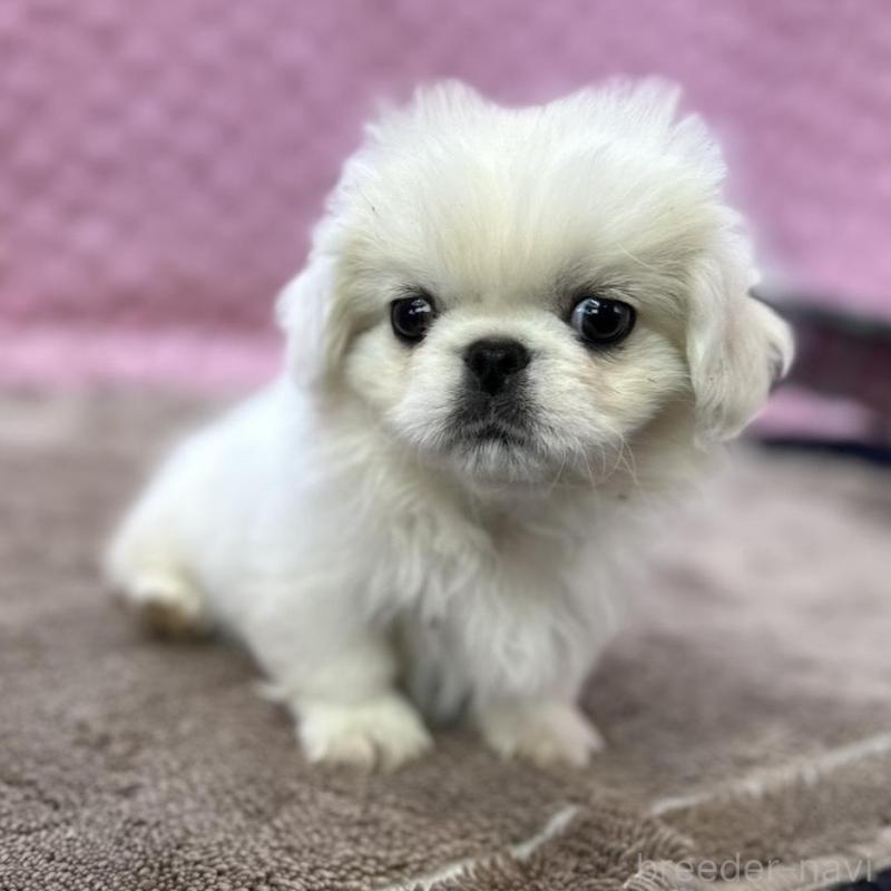 販売中の茨城県のペキニーズ-442758の9枚目