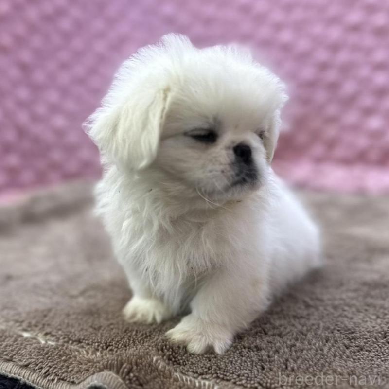 販売中の茨城県のペキニーズ-442758の8枚目