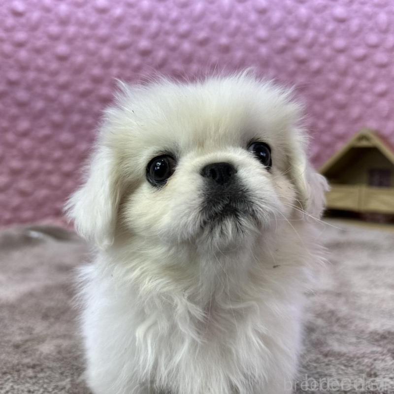 販売中の茨城県のペキニーズ-442758の7枚目