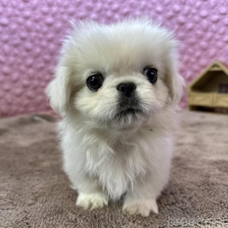 販売中の茨城県のペキニーズ-442758の6枚目