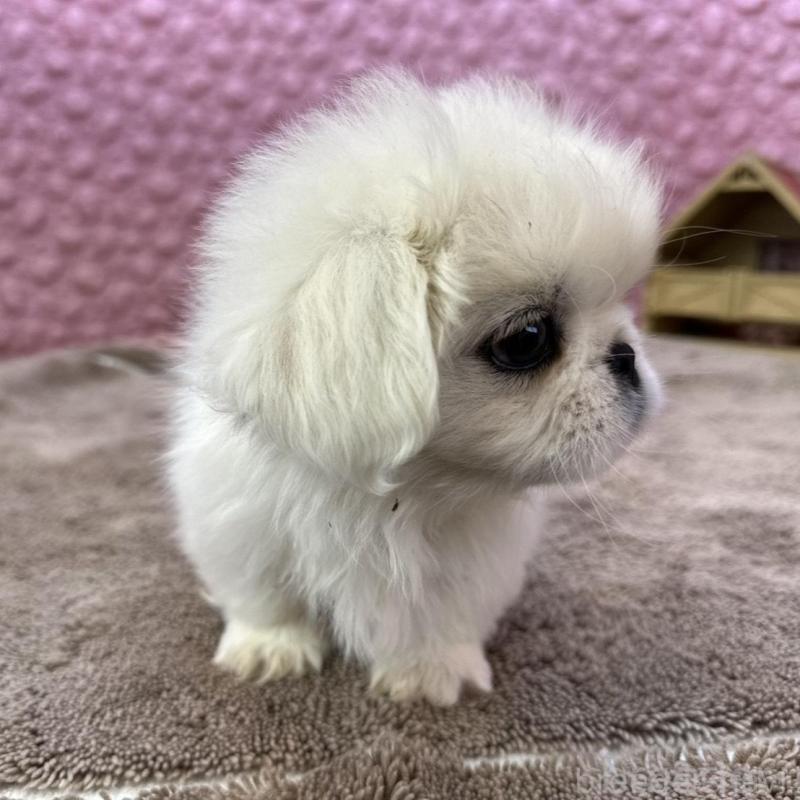 販売中の茨城県のペキニーズ-442758の5枚目