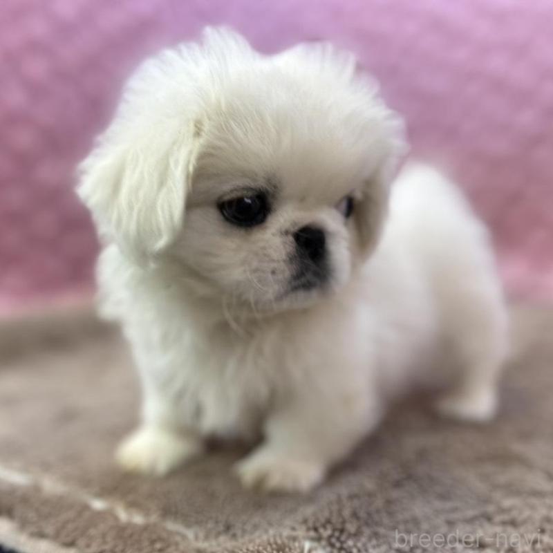 販売中の茨城県のペキニーズ-442758の4枚目