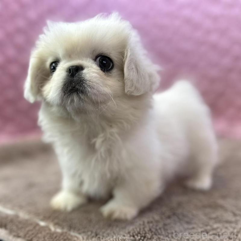 販売中の茨城県のペキニーズ-442758の3枚目