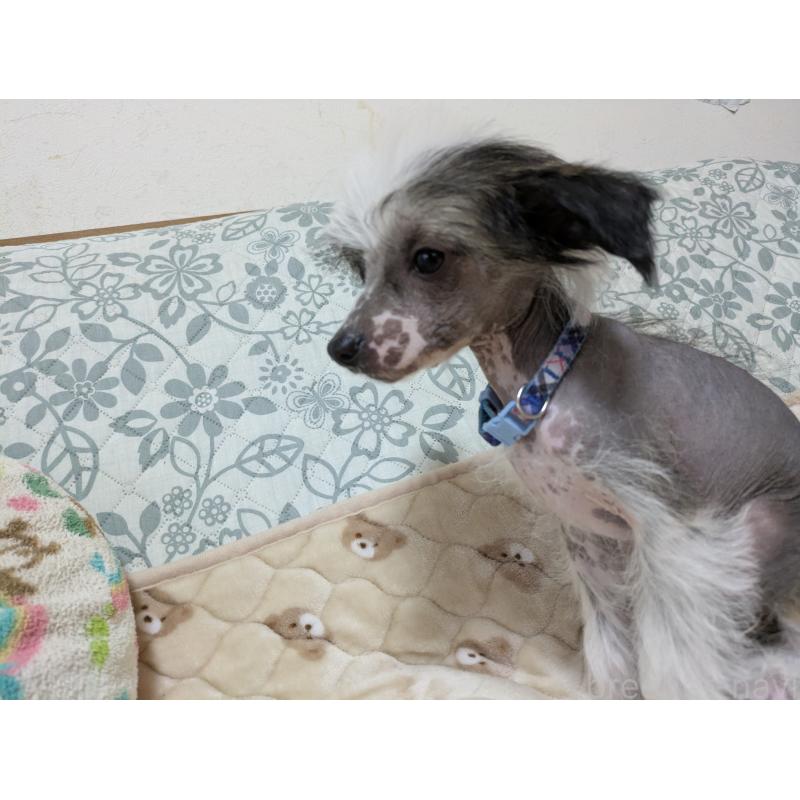 販売中の大分県のチャイニーズクレステッドドッグ-430947の14枚目