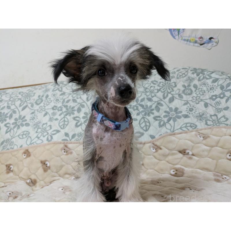 販売中の大分県のチャイニーズクレステッドドッグ-430947の13枚目