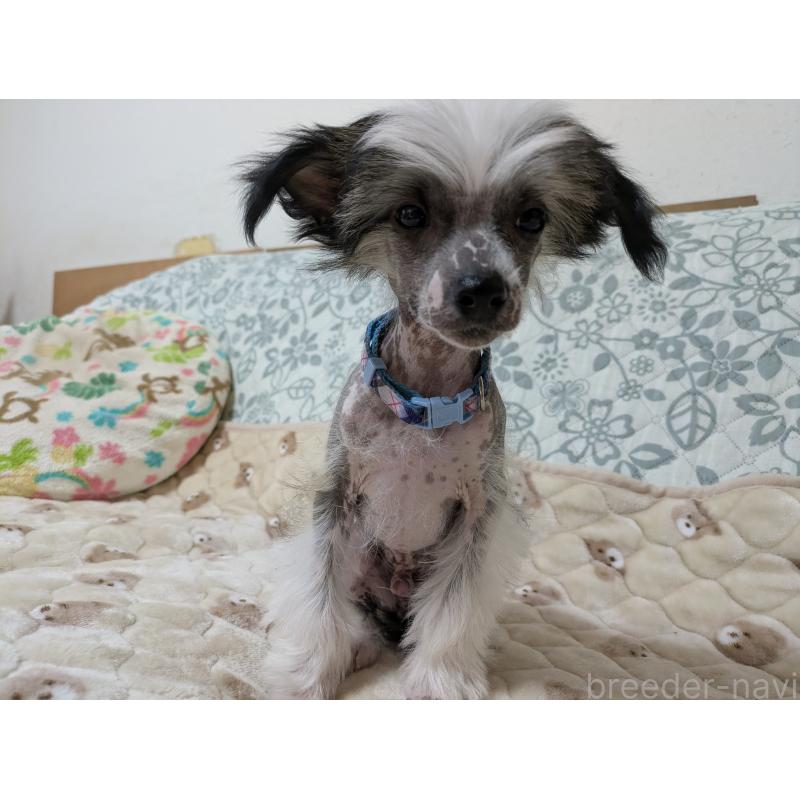 販売中の大分県のチャイニーズクレステッドドッグ-430947の11枚目