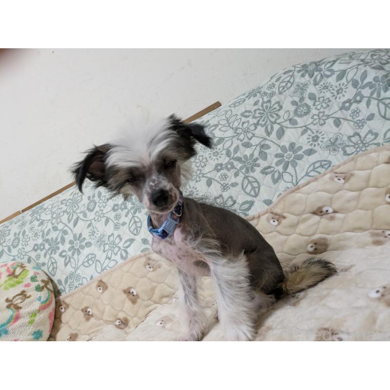 販売中の大分県のチャイニーズクレステッドドッグ-430947の10枚目