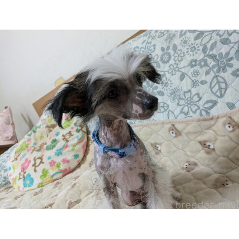 販売中の大分県のチャイニーズクレステッドドッグ-430947の8枚目