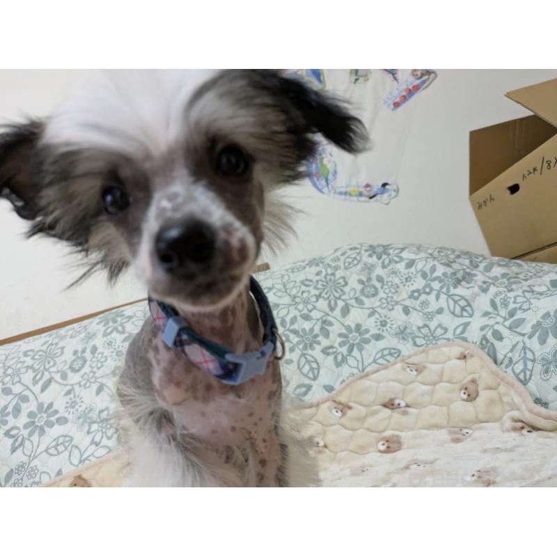 販売中の大分県のチャイニーズクレステッドドッグ-430947の7枚目