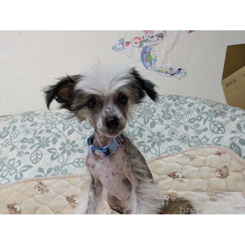 販売中の大分県のチャイニーズクレステッドドッグ-430947の6枚目