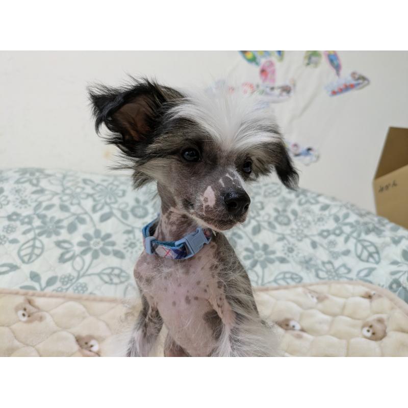 販売中の大分県のチャイニーズクレステッドドッグ-430947の5枚目