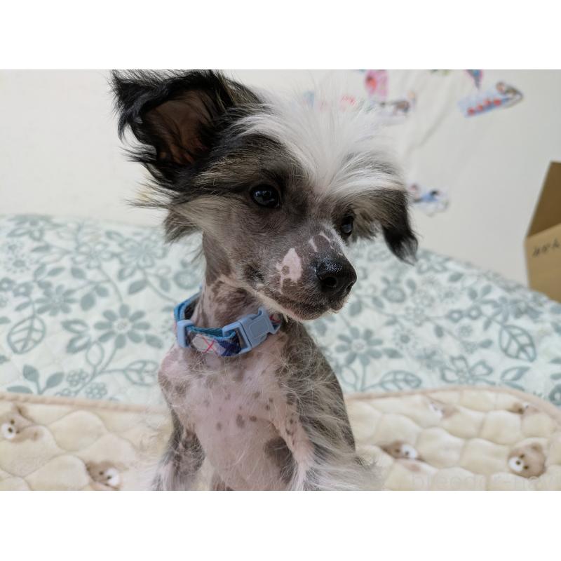 販売中の大分県のチャイニーズクレステッドドッグ-430947の4枚目