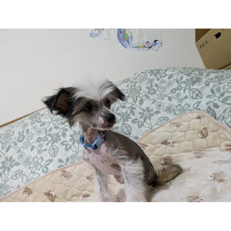 販売中の大分県のチャイニーズクレステッドドッグ-430947の3枚目