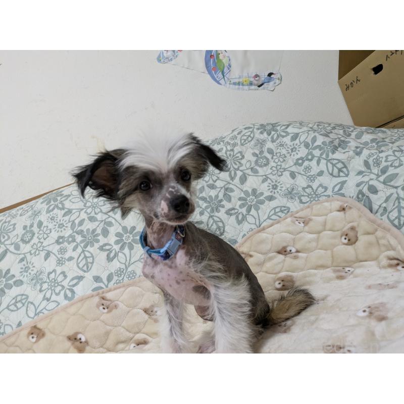 販売中の大分県のチャイニーズクレステッドドッグ-430947の2枚目